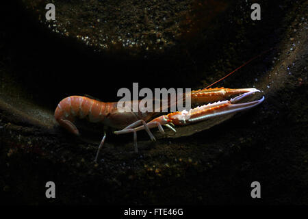 Wilde Hummer in seiner Höhle Stockfoto