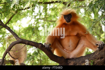 Gee ist golden Languren (goldene Affe) ein Affen der alten Welt in Assam,India.It gefunden gehört zu den am stärksten bedrohten Primatenarten Stockfoto