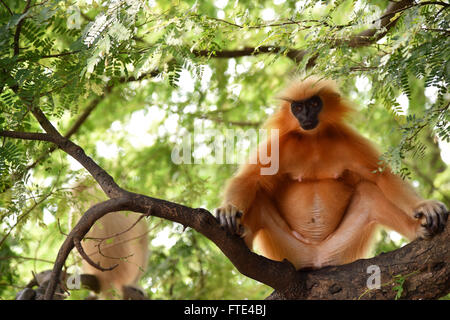 Gee ist golden Languren (goldene Affe) ein Affen der alten Welt in Assam,India.It gefunden gehört zu den am stärksten bedrohten Primatenarten Stockfoto