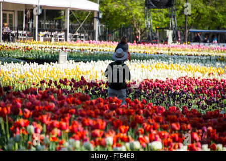 Besucher bewundern die Masse der bunte Tulpen auf der Floriade zeigen, Australiens größte Feier des Frühlings.   Die Show ist h Stockfoto