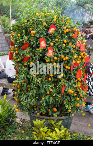 Kumquat Baum Früchte trägt und mit traditionellen roten Chinese New Year Dekorationen auf der Insel Hainan, China. Stockfoto