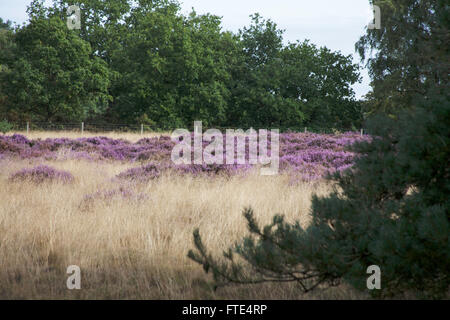 Woodhall Spa Flugplatz Nature Reserve Woodhall Spa Lincolnshire England Stockfoto