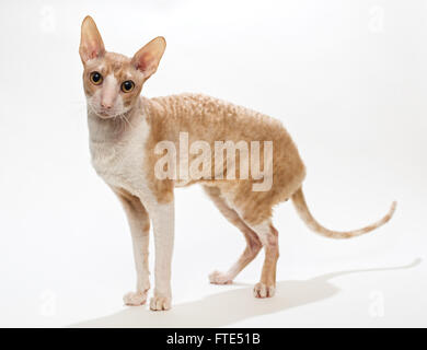 Hauskatze zu züchten die Cornish Rex auf weißem Hintergrund Stockfoto