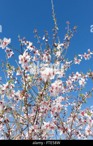 Mandelblüte, Prunus Dulcis, blühen in Spanien, Frühling. Stockfoto