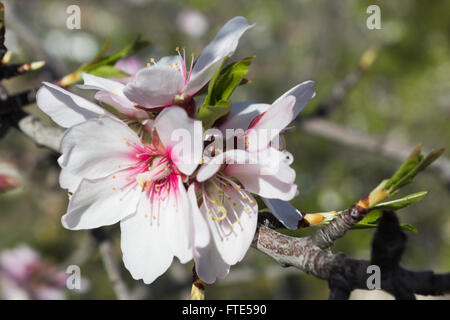 Mandelblüte, Prunus Dulcis, blühen in Spanien, Frühling. Stockfoto