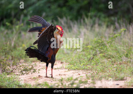 Der Sri-Lankischen Kammhuhnprojekte (Gallus Lafayettii), männliche mit Flügeln in dominant Verhalten. Stockfoto