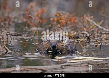 Biber, die Fütterung auf Ast Stockfoto