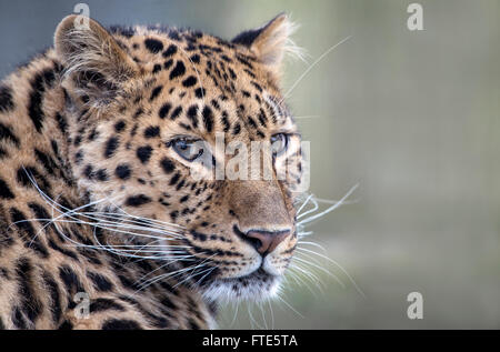 Weibliche Amur Leoparden (Kopfschuss) Stockfoto