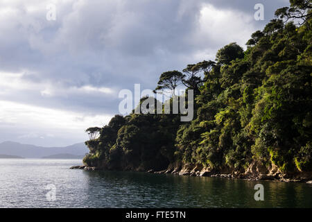 Schiffs-Bucht in den Marlborough Sounds, Neuseeland. Stockfoto