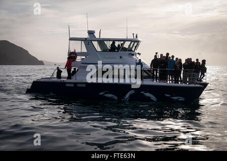 Dolphin Begegnung Schiff, "Lissodelphis" vor der Küste von Neuseeland in der Nähe von Kaikoura Stockfoto