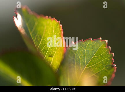 rose leaves closeup with morning sun back lit Stockfoto