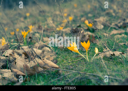 Gelbe Krokusse im Frühlingswald Gras Stockfoto