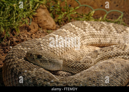 Schlange im Terrarium - levantinischen viper Stockfoto
