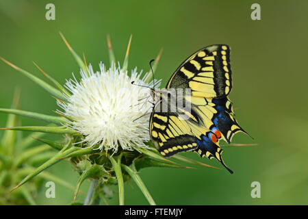 Schwalbenschwanz-Schmetterling - Papilio Machaon - auf eine Dorn-Blume Stockfoto