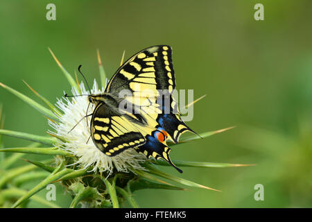 Schwalbenschwanz-Schmetterling - Papilio Machaon - auf eine Dorn-Blume Stockfoto