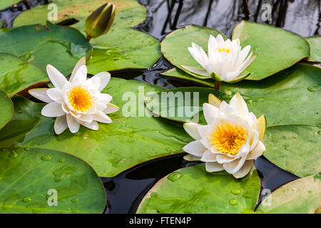 White Water Lily Blumen mit großen grünen Blätter Stockfoto