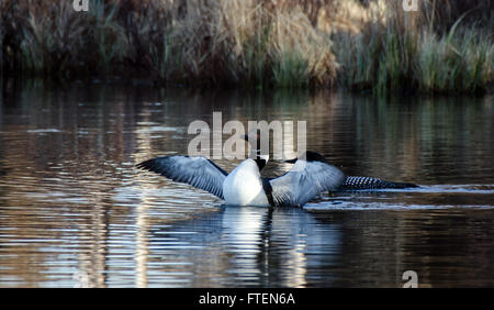 Gemeinsamen Seetaucher auf einem See in Alaska Stockfoto