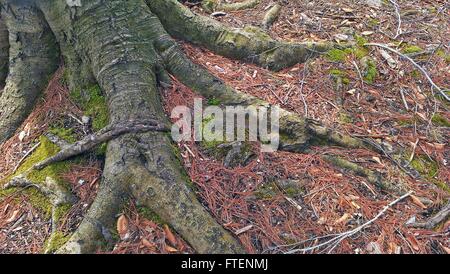 Baumwurzeln oberirdisch mit getrockneten Tannennadeln und Moos ausgesetzt. Stockfoto