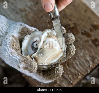 Behandschuhte Hand am Auster, 'Crassostrea Virginica'. Küsten Texas. Stockfoto