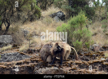 Einen männlichen Gelada Pavian (Theropithecus Gelada) in den Simien Mountains in Äthiopien. Stockfoto