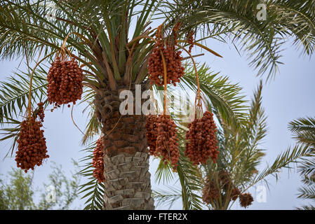 Reifung Termine hängen von einer Dattelpalme in Muscat Oman Stockfoto