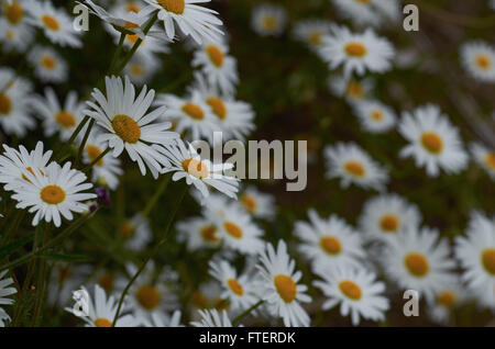 Mais-Kamille. Gelbe und weiße Gänseblümchen wie Blumen wachsen wild in einem Neuseeland-Park Stockfoto
