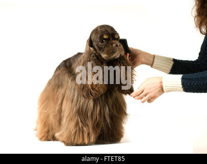 Amerikanischer Cockerspaniel Porträt Stockfoto