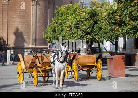 Traditionelle Kutsche mit weißem Pferd auf der Plaza del Triunfo, Sevilla, Andalusien, Spanien, Europa. Stockfoto