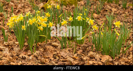 Wilde Narzissen, Narcissus Pseudonarcissus, wächst in Dymock Woods, Gloucestershire, England Stockfoto