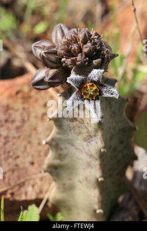 Caralluma (Apteranthes) Burchardii in Blüte, eine in der Nähe von endemischen Kaktus ähnliche Pflanze, Fuerteventura, Kanarische Inseln, Spanien. Stockfoto