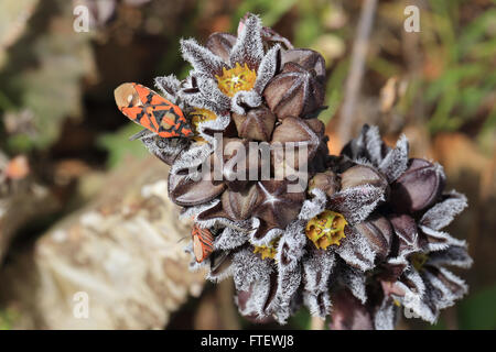 Ein Shieldbug auf Caralluma (Apteranthes) Burchardii Blumen, Fuerteventura, Kanarische Inseln, Spanien. Stockfoto