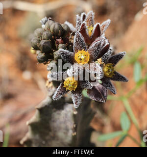 Caralluma (Apteranthes) Burchardii in Blüte, eine in der Nähe von endemischen Kaktus ähnliche Pflanze, Fuerteventura, Kanarische Inseln, Spanien. Stockfoto