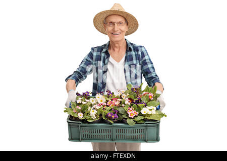 Leitender Gärtner hält eine Kunststoff Kiste voller Blumentöpfe und Blumen isoliert auf weißem Hintergrund Stockfoto