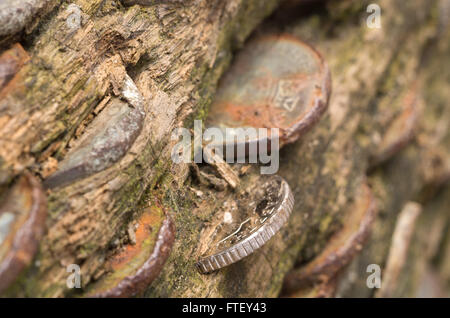 Münzen, eingebettet in einen alten Baumstamm Stockfoto