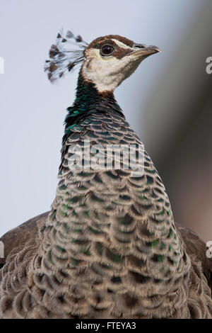 weibliche Pfau im Profil gesehen Stockfoto