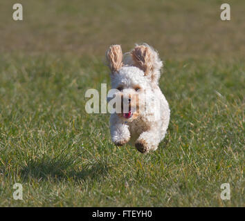 Cavapoo Welpen läuft. Vorderansicht Stockfoto