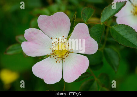 Blume der Hundsrose (Rosa Canina Agg.) Stockfoto