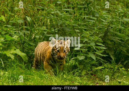 Sibirischen/Amur-Tiger (Panthera Tigris Altaica)-Cub zu Fuß durch Büsche Stockfoto