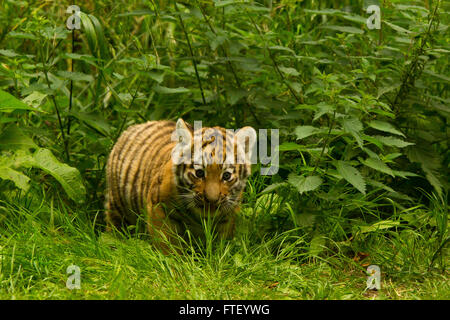 Sibirischen/Amur-Tiger (Panthera Tigris Altaica)-Cub zu Fuß durch Büsche Stockfoto