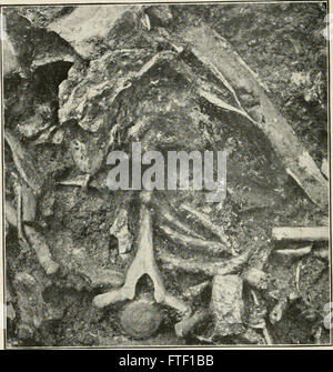 Bulletin of Southern California Academy of Sciences (1902-1971) Stockfoto