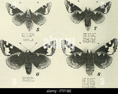 Bulletin of Southern California Academy of Sciences (1902-1971). Stockfoto