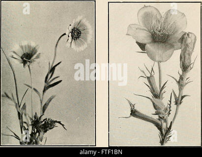 Bulletin of Southern California Academy of Sciences (1902-1971). Stockfoto