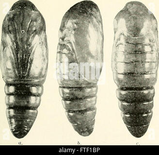 Bulletin of Southern California Academy of Sciences (1902-1971). Stockfoto