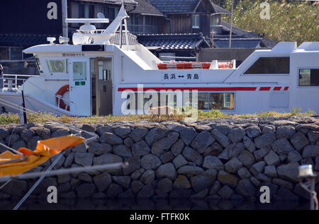 Dienstag. 22. März 2016. Eine Armee von Katzen bewohnen das Katze-Paradies von Aoshima Island vor der Küste von Ozu-Stadt in der Präfektur Ehime auf Dienstag, 22. März 2016. Mehr als 100 Katzen leben auf der kleinen Insel, die nur 16 ältere Einwohner hat. Die Katzen waren ursprünglich auf die Insel gebracht, um die lokalen Fischerbooten befallen Mäuse zu töten. © Yoshio Tsunoda/AFLO/Alamy Live-Nachrichten Stockfoto