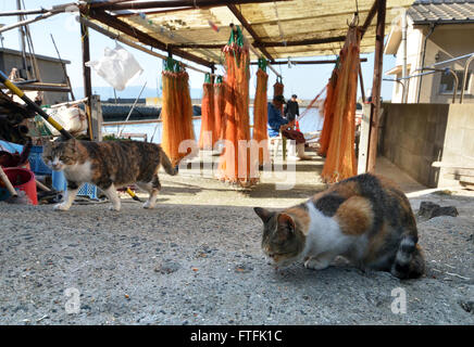 Dienstag. 22. März 2016. Eine Armee von Katzen bewohnen das Katze-Paradies von Aoshima Island vor der Küste von Ozu-Stadt in der Präfektur Ehime auf Dienstag, 22. März 2016. Mehr als 100 Katzen leben auf der kleinen Insel, die nur 16 ältere Einwohner hat. Die Katzen waren ursprünglich auf die Insel gebracht, um die lokalen Fischerbooten befallen Mäuse zu töten. © Yoshio Tsunoda/AFLO/Alamy Live-Nachrichten Stockfoto