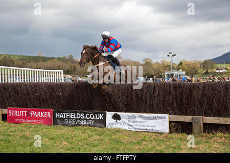 Eyton auf Severn in Shropshire, England. 28. März 2016. "Jetzt Ben", der Gewinner von The Men Open Rennen in den Osterferien Bank Rennen Punkt zu Punkt. Stockfoto