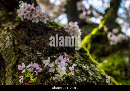 Seattle, Kalifornien, USA. 21. März 2016. Kirschblüten und Moos bedeckt Äste verschönern den Campus der University of Washington. Es war die erste Woche des Frühlings und viele Seattle Einheimischen besucht, um Blumen zu sehen zeigen auf die Olivenhaine, die Grünflächen auf dem Campus zu füllen. Die Kirschbäume auf wurden verschoben auf dem Campus von einem Standort in der Nähe der Brücke Montlake und pflanzte im Jahr 1962, als sie bereits mehr als 20 Jahre alt waren. Die Bäume jetzt über 80 Jahre alt. © Bruce Chambers/ZUMA Draht/Alamy Live-Nachrichten Stockfoto