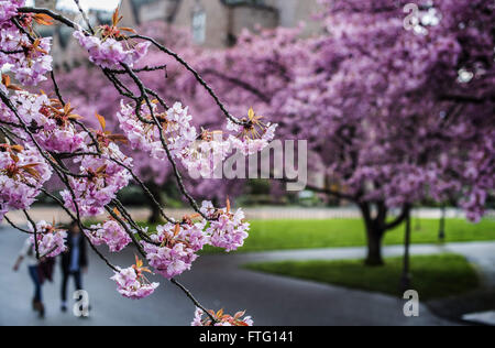 Seattle, Kalifornien, USA. 21. März 2016. Kirschblüten und Moos bedeckt Äste verschönern den Campus der University of Washington. Es war die erste Woche des Frühlings und viele Seattle Einheimischen besucht, um Blumen zu sehen zeigen auf die Olivenhaine, die Grünflächen auf dem Campus zu füllen. Die Kirschbäume auf wurden verschoben auf dem Campus von einem Standort in der Nähe der Brücke Montlake und pflanzte im Jahr 1962, als sie bereits mehr als 20 Jahre alt waren. Die Bäume jetzt über 80 Jahre alt. © Bruce Chambers/ZUMA Draht/Alamy Live-Nachrichten Stockfoto