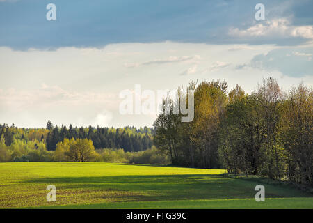 Grüne Feder Felder. Sonniger Tag in Belarus Stockfoto