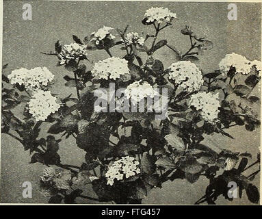 Die Dreer Großhandelspreisliste - Blumensamen für Floristen Pflanzen für Floristen Glühbirnen für Floristen Düngemittel, Fungizide, Insektizide, implementiert, etc. (1916)